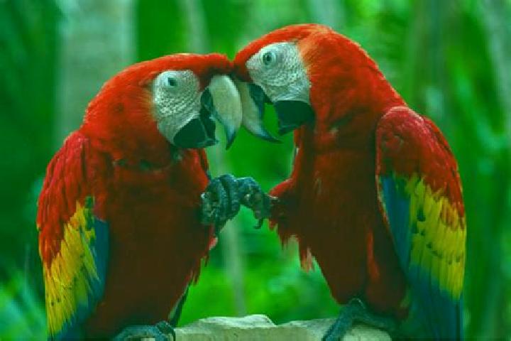 10 escort profiles in El Guacamayo, Colombia. Browse companions, services, rates and book online. Incall and outcall available.