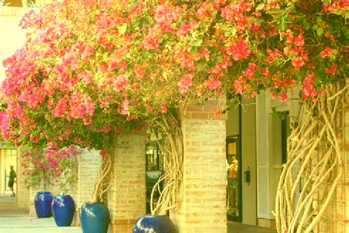 11 escort profiles in Bugambilias (La Cruz), Mexico. Browse companions, services, rates and book online. Incall and outcall available.