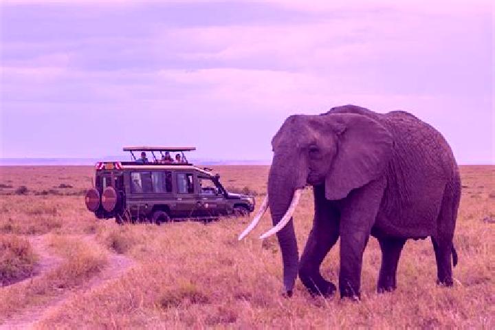 11 escort profiles in Marsabit, Kenya. Browse companions, services, rates and book online. Incall and outcall available.