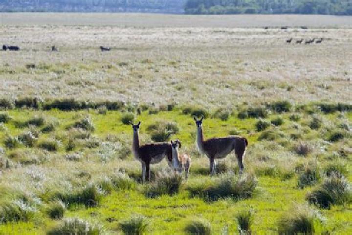 11 escort profiles in Pampa de los Guanacos, Argentina. Browse companions, services, rates and book online. Incall and outcall available.
