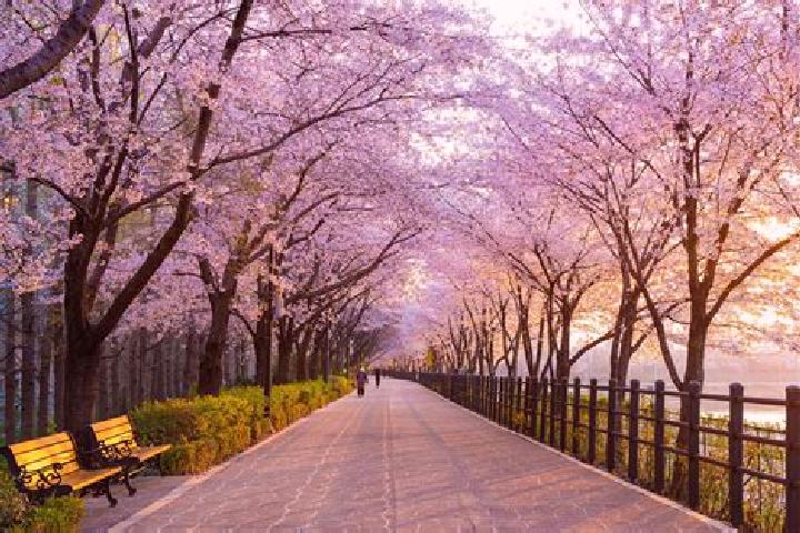 12 escort profiles in Chongju, North Korea. Browse companions, services, rates and book online. Incall and outcall available.