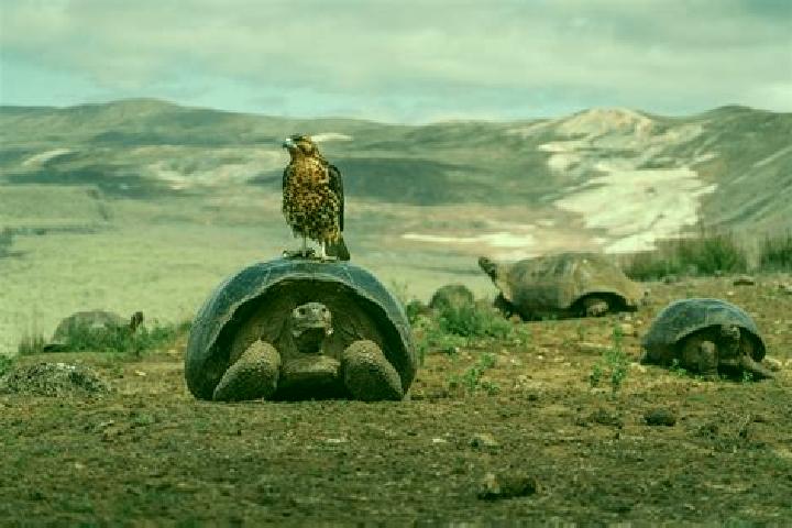 12 escort profiles in Galapagos, Spain. Browse companions, services, rates and book online. Incall and outcall available.