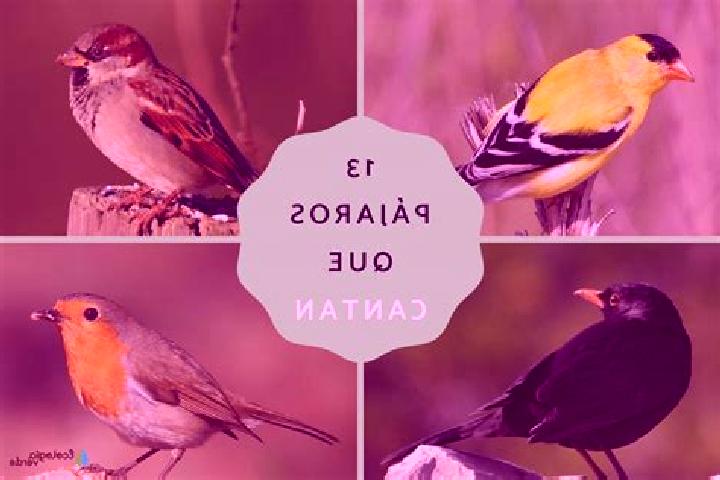 12 escort profiles in Los Pajaros, Mexico. Browse companions, services, rates and book online. Incall and outcall available.