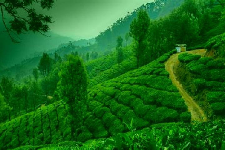 12 escort profiles in Munnar, India. Browse companions, services, rates and book online. Incall and outcall available.