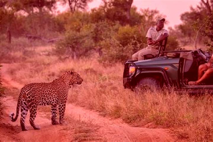 12 escort profiles in Sabi-Sand Game Reserve, South Africa. Browse companions, services, rates and book online. Incall and outcall available.
