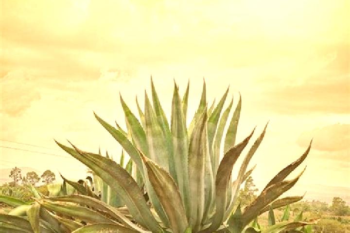 13 escort profiles in Maguey Blanco, Mexico. Browse companions, services, rates and book online. Incall and outcall available.