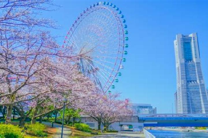 14 escort profiles in Minatomirai, Japan. Browse companions, services, rates and book online. Incall and outcall available.