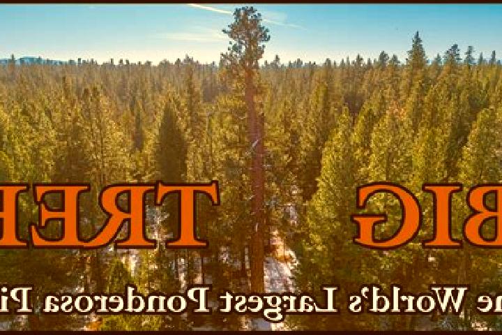 15 escort profiles in Ponderosa Pine, United States. Browse companions, services, rates and book online. Incall and outcall available.