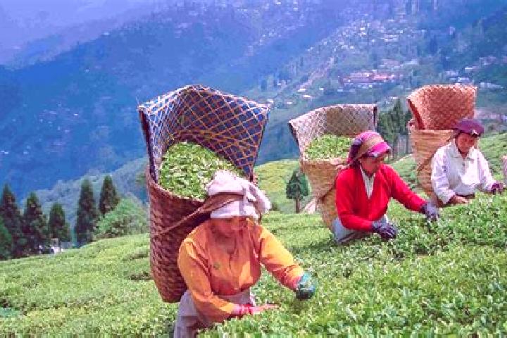 15 escort profiles in Tasti Tea Garden, India. Browse companions, services, rates and book online. Incall and outcall available.