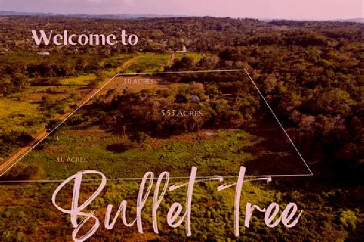 6 escort profiles in Bullet Tree Falls, Belize. Browse companions, services, rates and book online. Incall and outcall available.