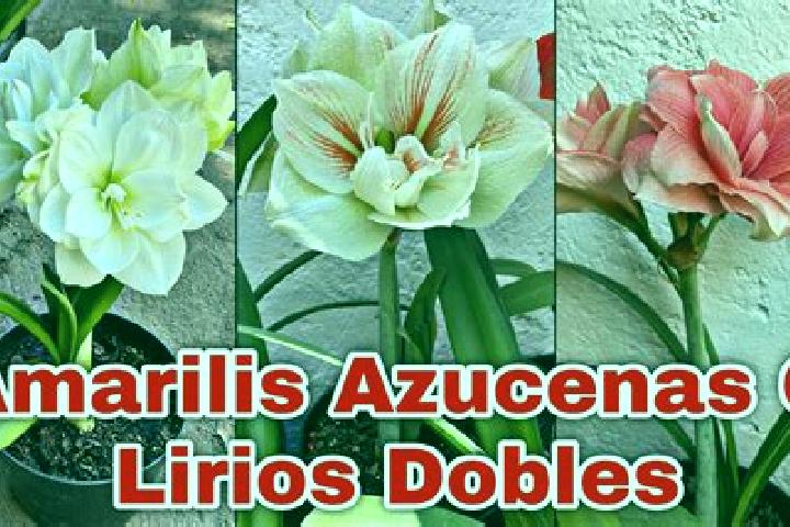 6 escort profiles in Jardines de Azucenas (La Floresta), Mexico. Browse companions, services, rates and book online. Incall and outcall available.