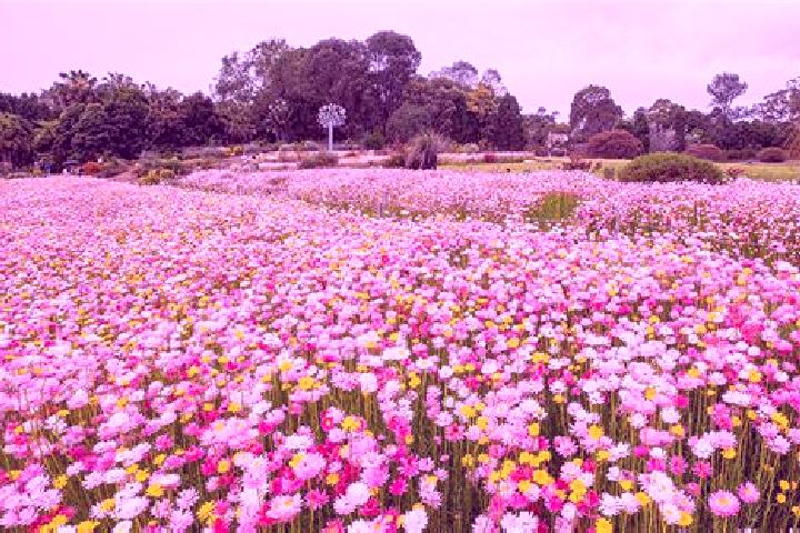 6 escort profiles in Mount Annan, Australia. Browse companions, services, rates and book online. Incall and outcall available.