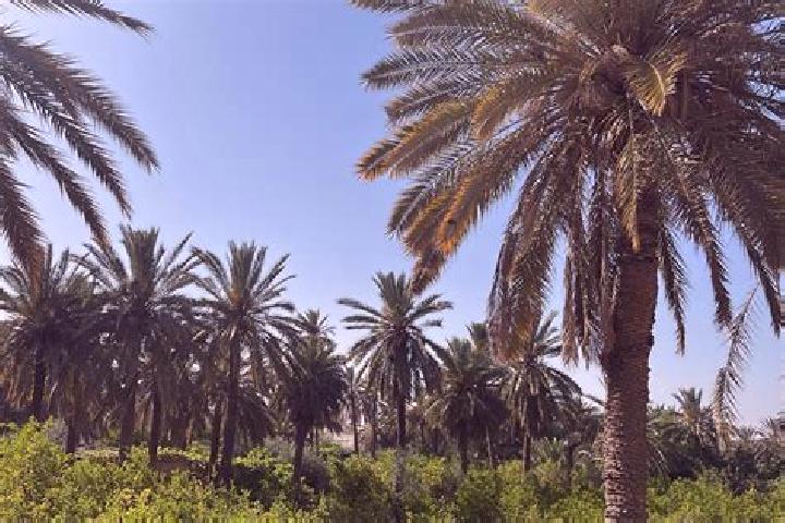 7 escort profiles in Chenini Nahal, Tunisia. Browse companions, services, rates and book online. Incall and outcall available.
