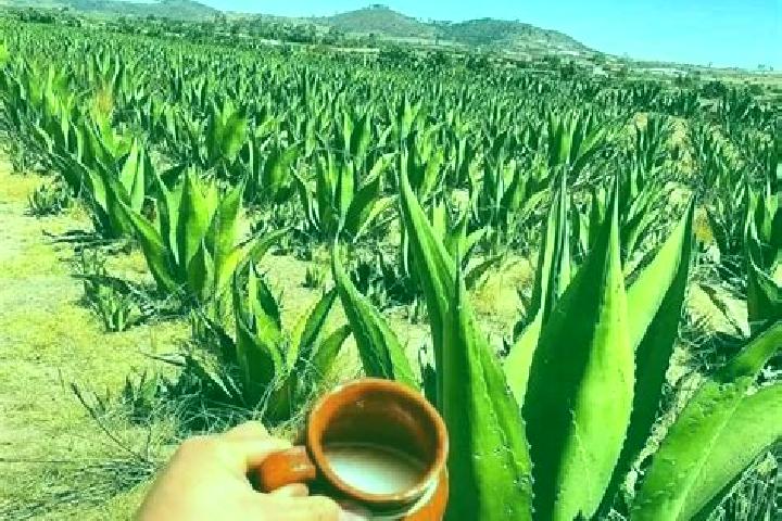 7 escort profiles in San Lucas del Pulque, Mexico. Browse companions, services, rates and book online. Incall and outcall available.