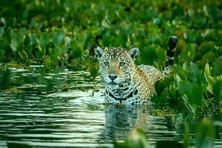 8 escort profiles in Pantanal, Brazil. Browse companions, services, rates and book online. Incall and outcall available.