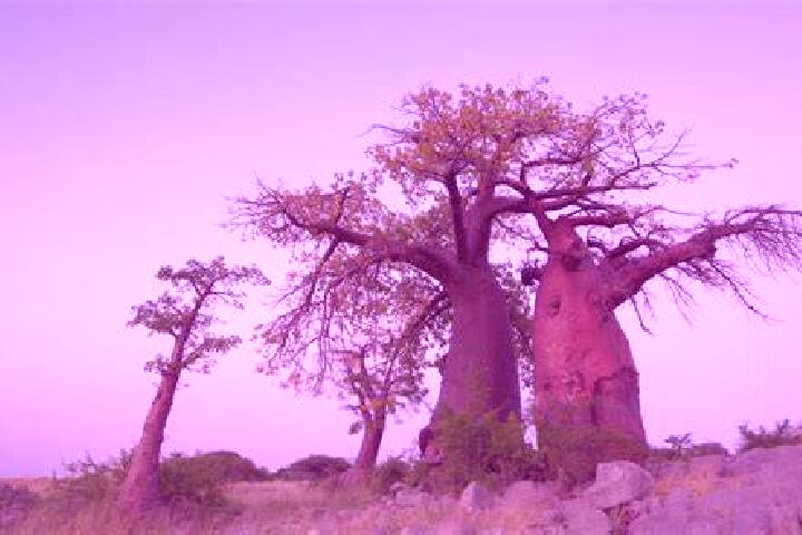 8 escort profiles in Serowe, Botswana. Browse companions, services, rates and book online. Incall and outcall available.