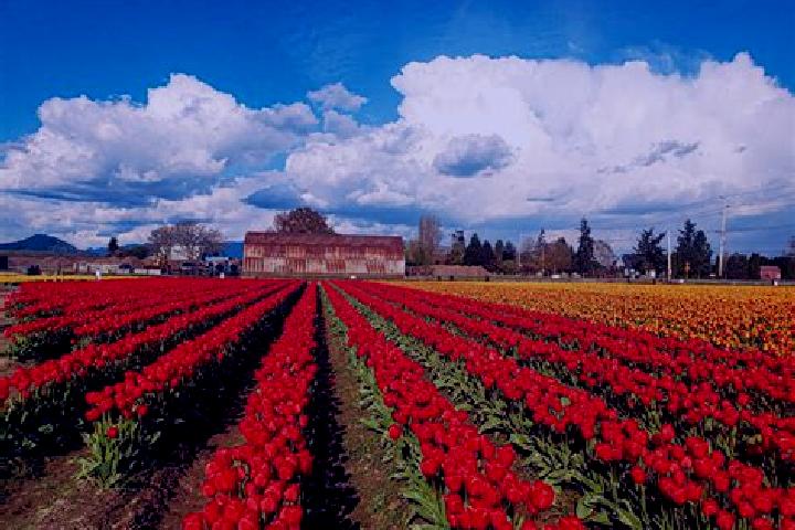 8 escort profiles in Tulalip, United States. Browse companions, services, rates and book online. Incall and outcall available.