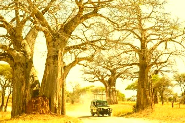 9 escort profiles in Ruaha, Tanzania. Browse companions, services, rates and book online. Incall and outcall available.