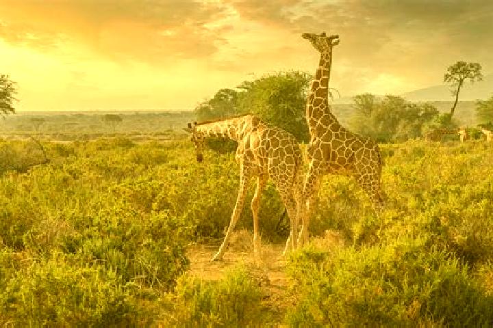 9 escort profiles in Samburu, Kenya. Browse companions, services, rates and book online. Incall and outcall available.