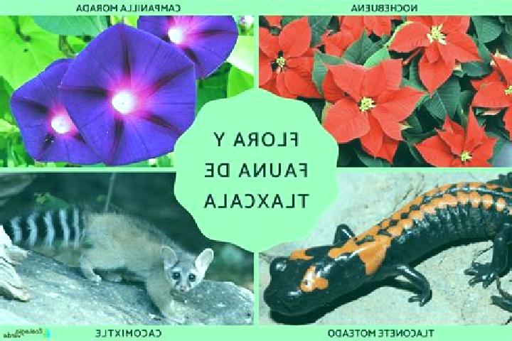 9 escort profiles in San Lucas Tecopilco, Mexico. Browse companions, services, rates and book online. Incall and outcall available.