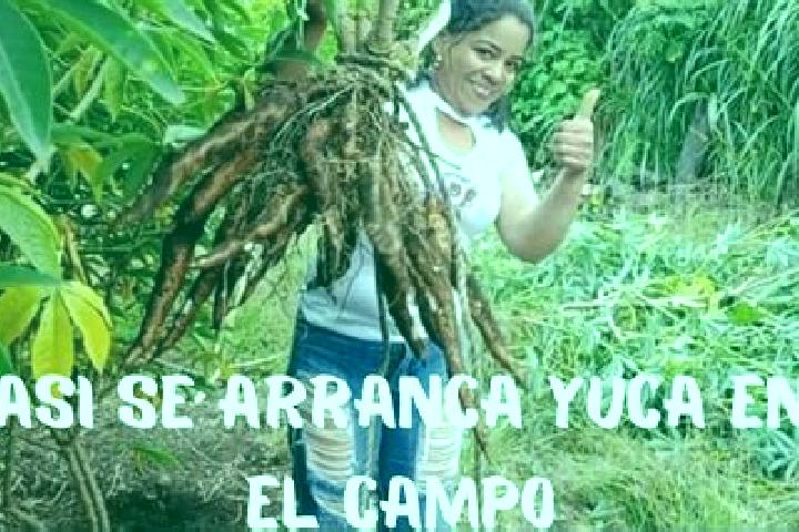 Abigail, 20 — Escort in La Yuca, Venezuela