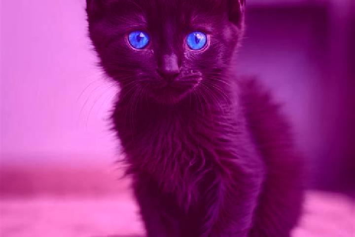 Abigail, 28, a black blue-eyed caribbean companion based in Bogoroditsk. Offering GFE, BDSM, Prostate Massage, Roleplay, Massage. Available for incall and ou...