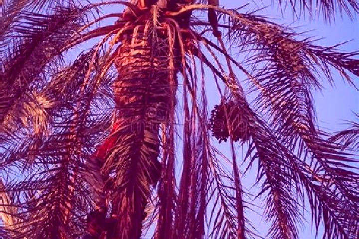 Abigail, 30 — Escort in Degache, Tunisia