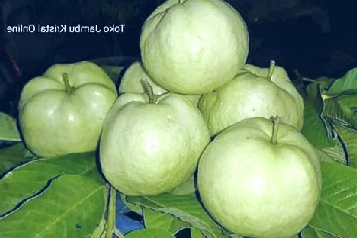 Abigail, 38 — Escort in Jambu, Indonesia