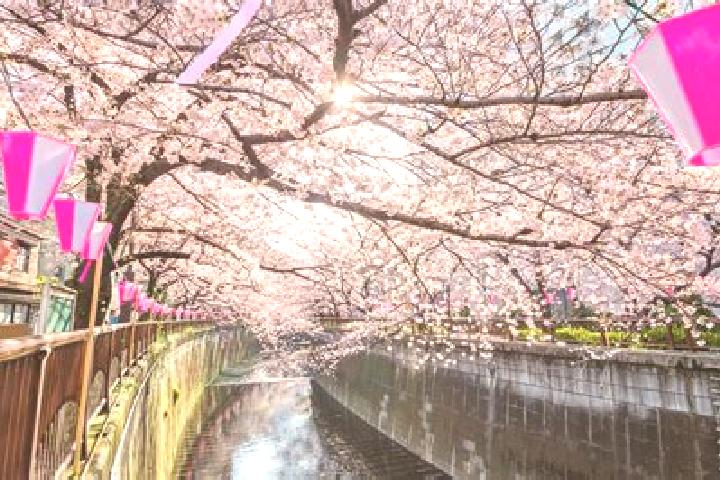 Addison, 21 — Escort in Nakameguro, Japan