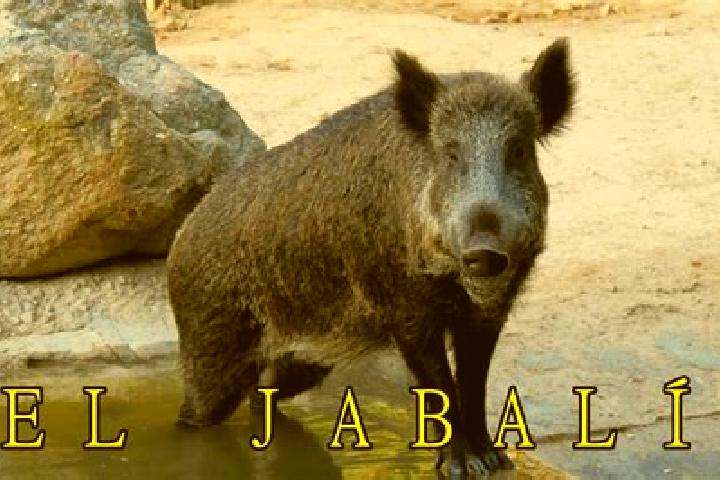 Addison, 22 — Escort in El Jabali, Mexico