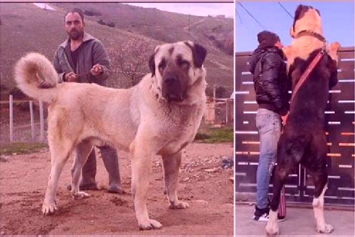 Addison, 25 — Escort in Kangal, Turkey