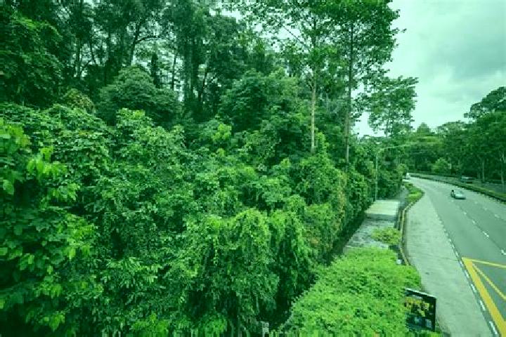 Addison, 28 — Escort in Tyersall Park, Singapore