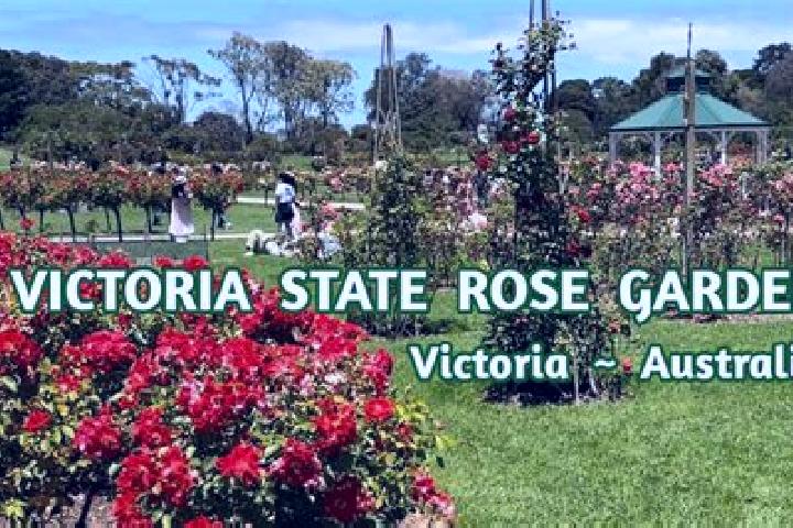 Addison, 35 — Escort in Rose Park, Australia