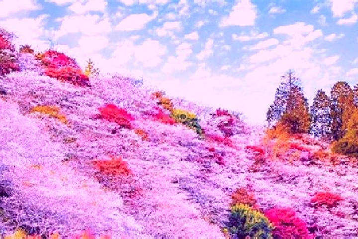 Alice, 22 — Escort in Obara, Japan