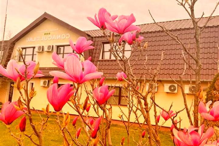 Alice, 23 — Escort in Halmagiu, Romania