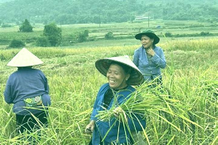 Alice, 24 — Escort in Nghia Lo, Vietnam