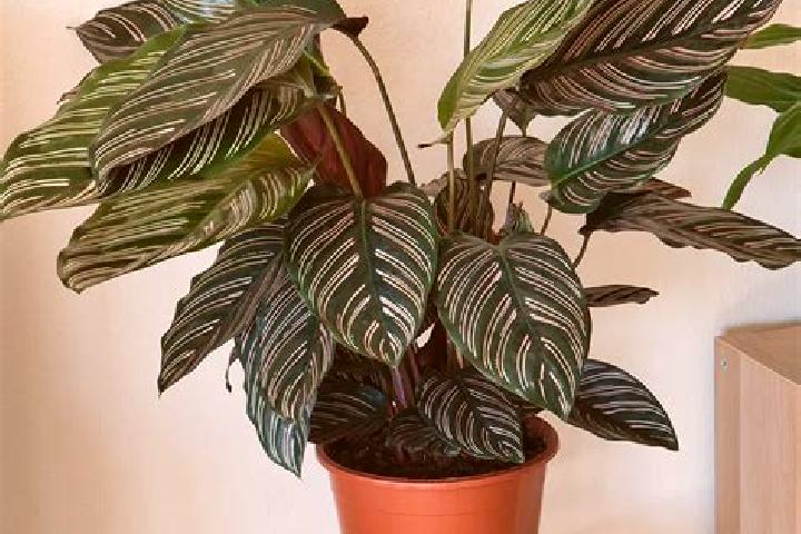 Alice, 27 — Escort in Calatea, Romania