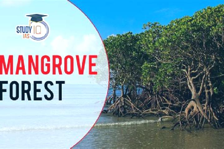 Alice, 27 — Escort in Mangrove Bay, China