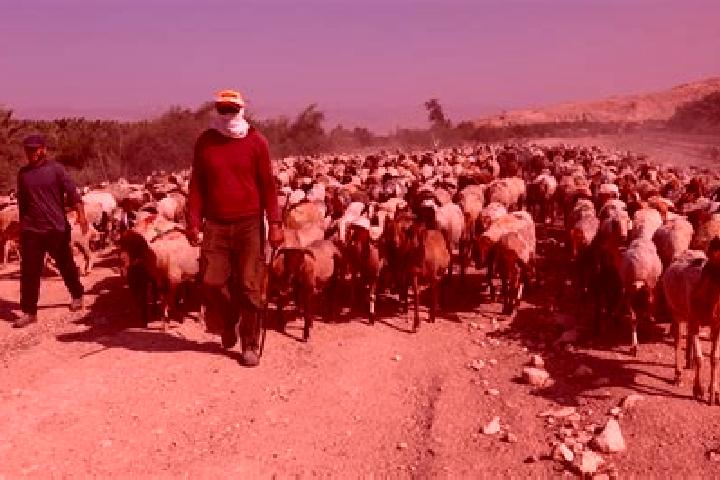 Alice, 35 — Escort in Al Jiftlik, Palestine