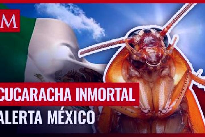 Alice, 37 — Escort in Cucarachas, Mexico