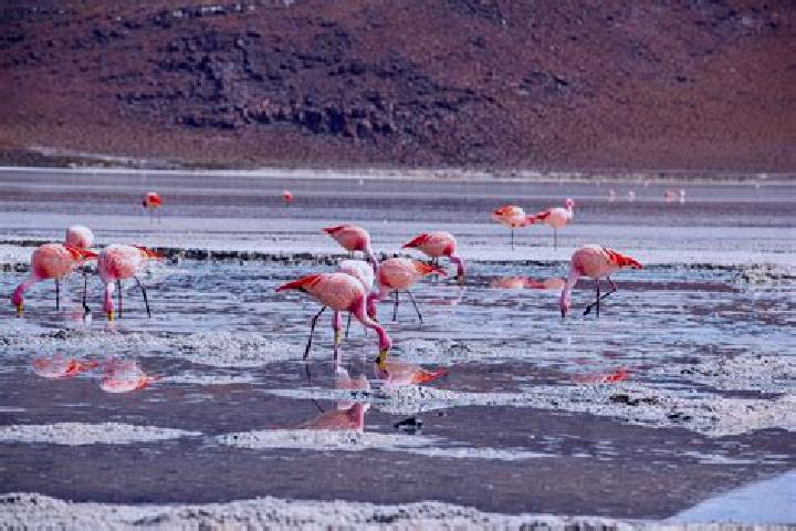 Amelia, 20 — Escort in Laguna Colorada, Mexico