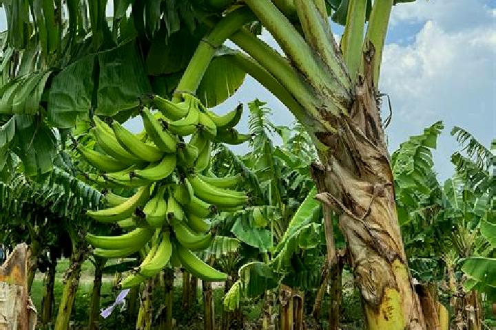 Amelia, 21 — Escort in Mata de Platano, Mexico