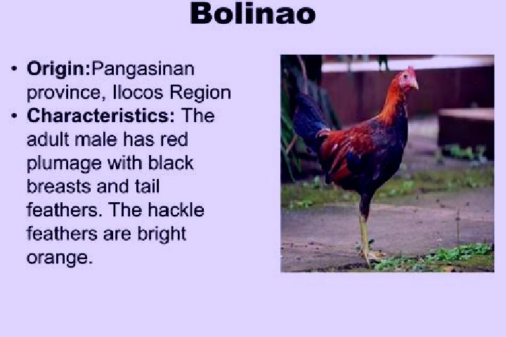 Amelia, 22 — Escort in Bolilao, Philippines