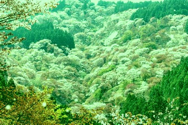Amelia, 22 — Escort in Kumano, Japan