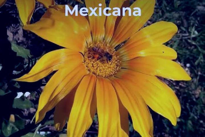 Amelia, 23 — Escort in Blasillo 2da. Seccion (Otates), Mexico