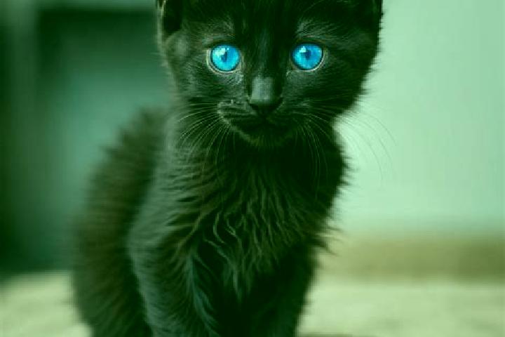 Amelia, 29, a black blue-eyed caribbean companion based in Kenly. Offering Roleplay, 69, OWO, Dinner Date, Overnight. Available for incall and outcall, overn...