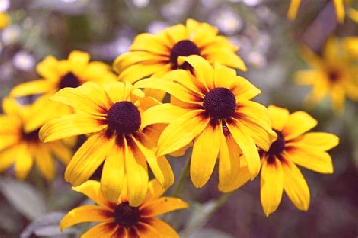 Amelia, 29, a black dark-eyed indian companion based in Hora. Offering Roleplay, Erotic Massage, Deep French Kissing, Fetish. Available for incall and outcal...