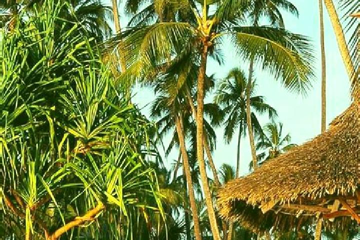 Amelia, 32 — Escort in Kwakoa, Tanzania