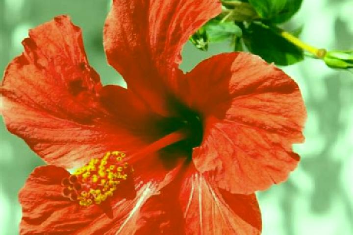 Amelia, 34 — Escort in Tenampulco, Mexico