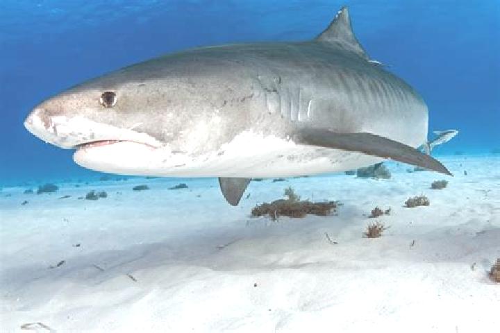 Aria, 20 — Escort in Tiburones, Puerto Rico